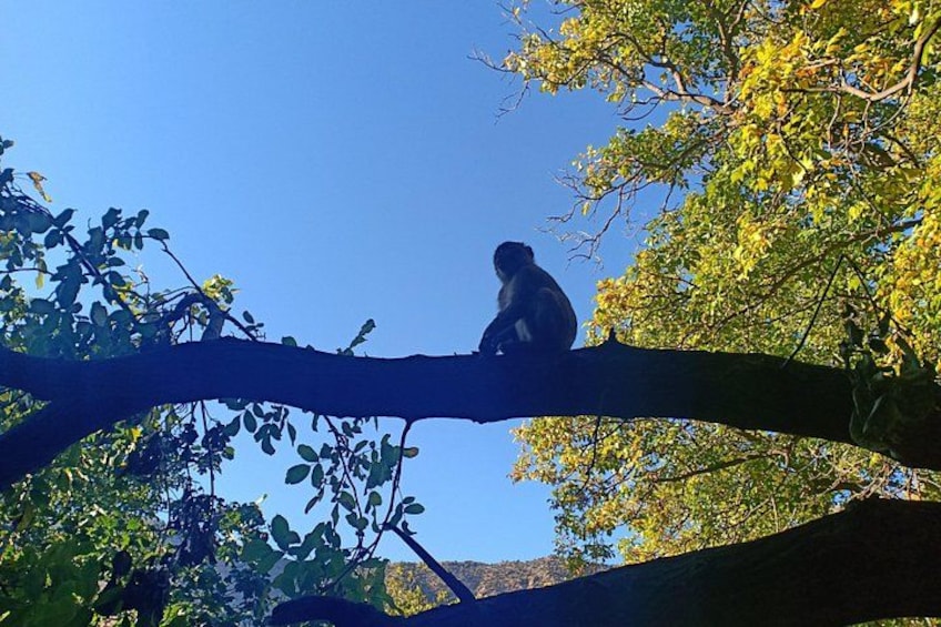 A monkey sitting on a tree branch. 2