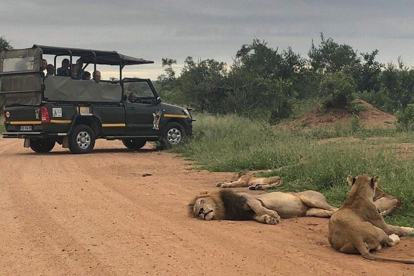 Kruger National Park Private Guided Afternoon Game Drive 1