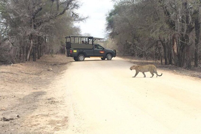 Kruger National Park Private Guided Afternoon Game Drive 5