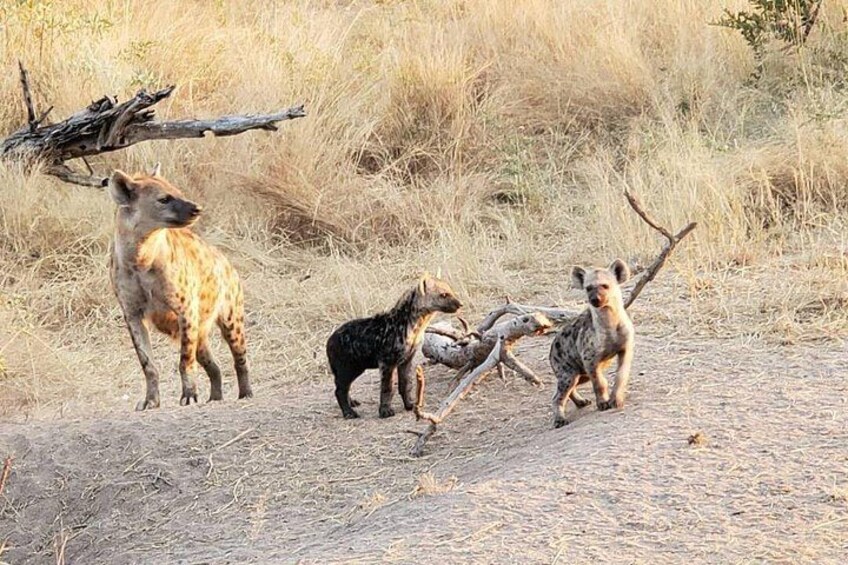 Kruger National Park Private Guided Afternoon Game Drive 4