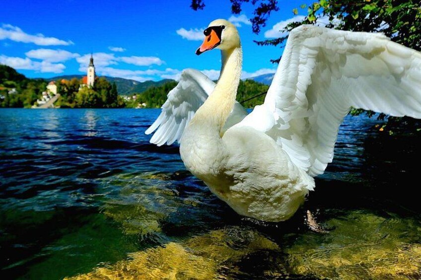 Lake Bled Half Day Excursion from Ljubljana 3