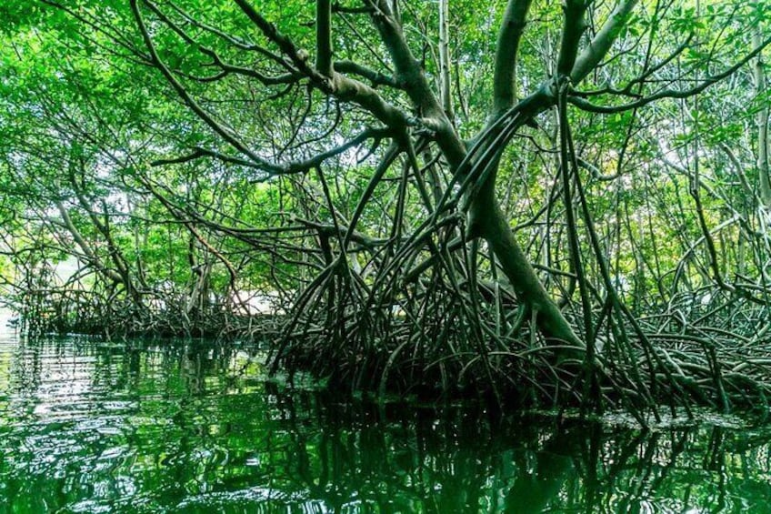 A mangrove tree with complex root systems in a water body. 4