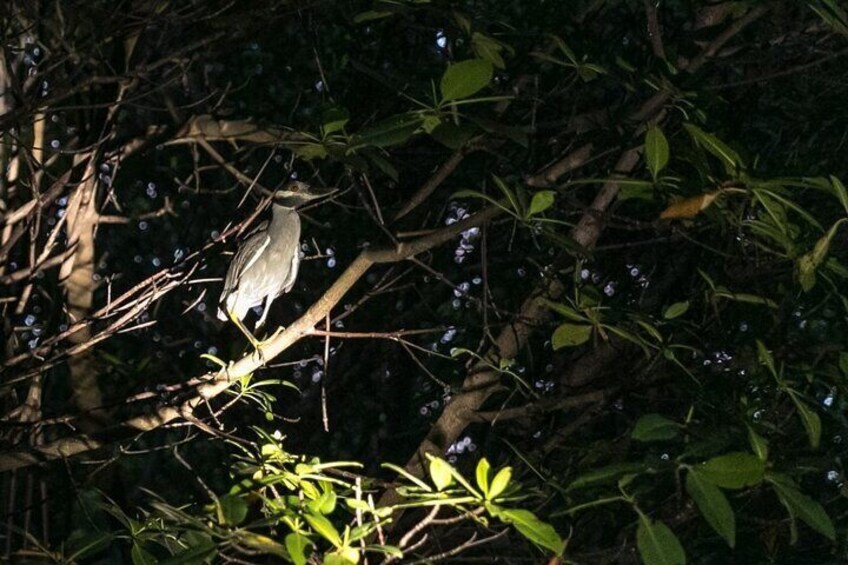 A bird perched on a branch surrounded by foliage. 3