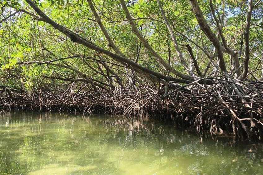 The Mangroves 4