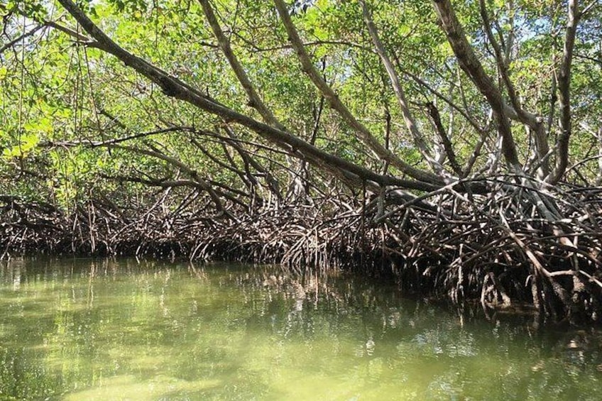Mangrove roots in water, dense green foliage, and a calm water surface. 4