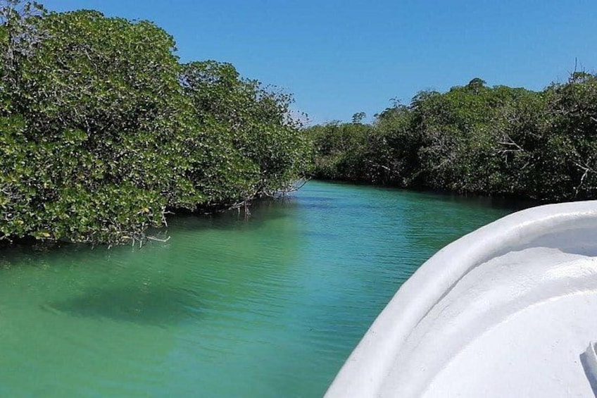 A calm river with dense mangrove foliage on both sides. 2