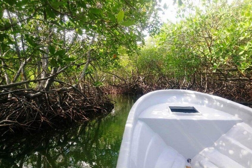 Paradise Island & Mangroves Tour 3