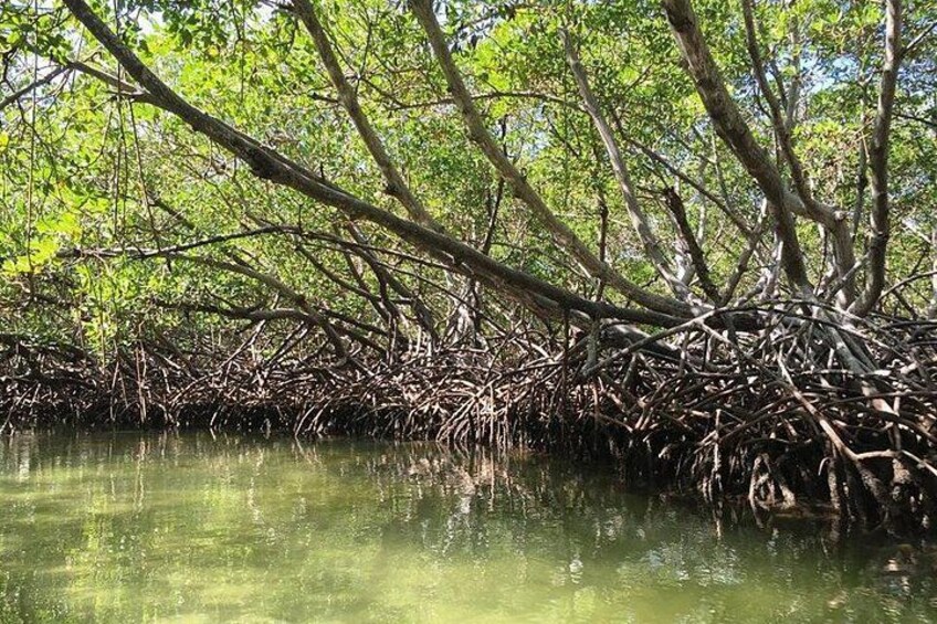 Mangroves 2
