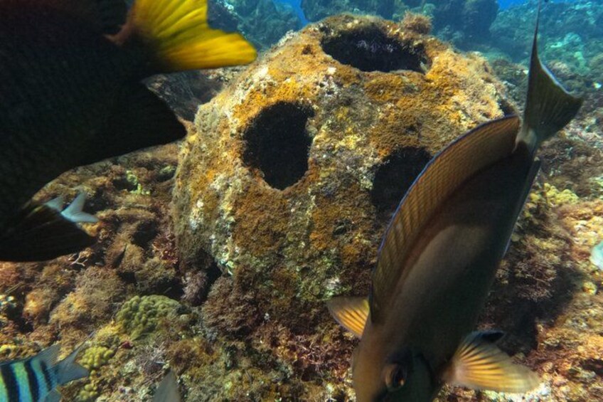 Puerto Plata Shore Excursion, Snorkeling tour & Sosua Beach Day 2