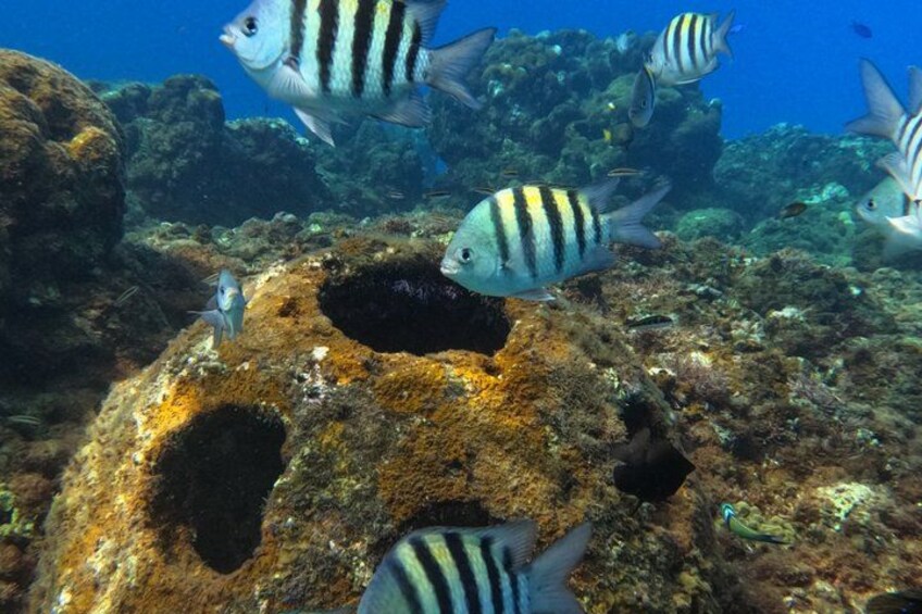 Puerto Plata Shore Excursion, Snorkeling tour & Sosua Beach Day 4