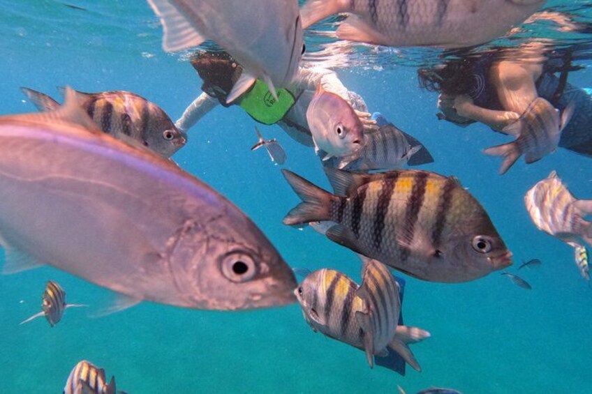 Puerto Plata Shore Excursion, Snorkeling tour & Sosua Beach Day 3