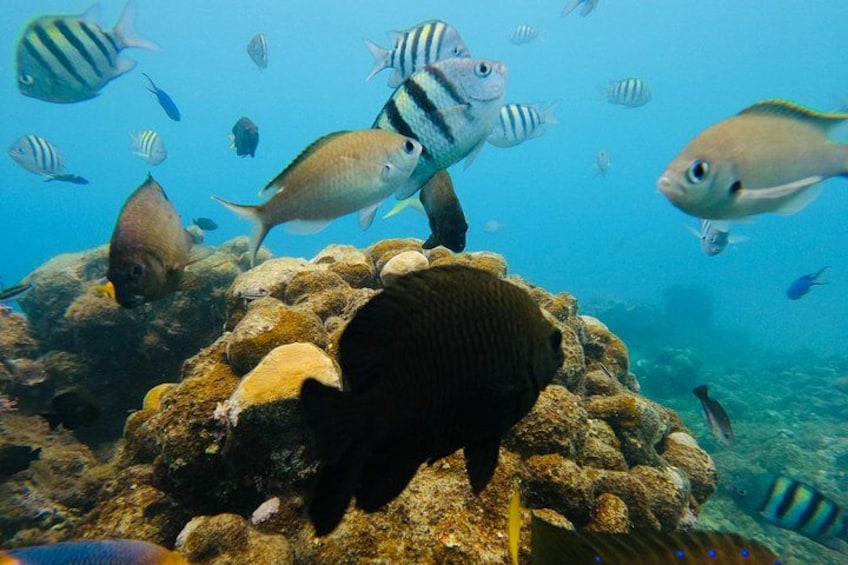 Discover Sosua's Underwater World & Beach Day 4