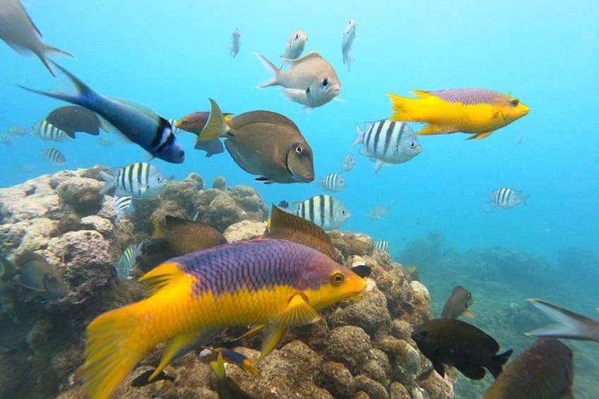 Discover Sosua's Underwater World & Beach Day 5