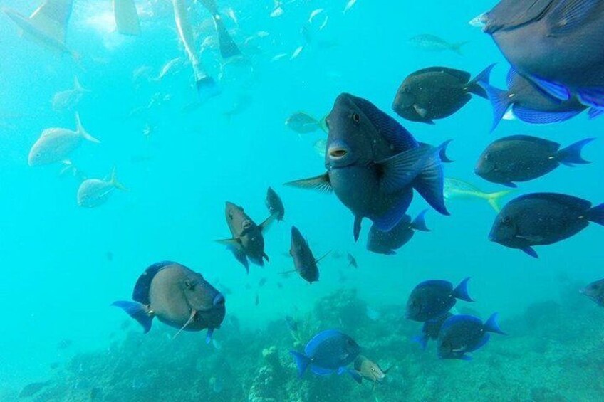 Discover Sosua's Underwater World & Beach Day 2