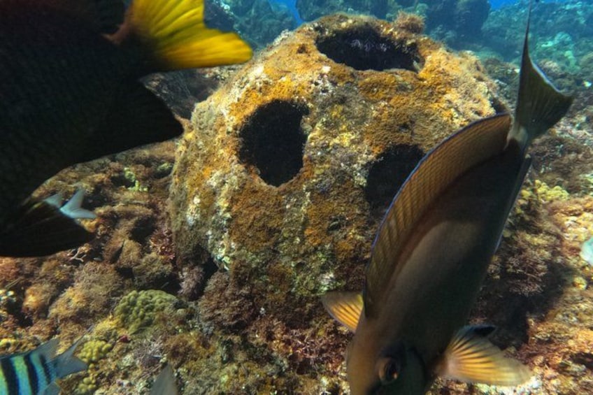 Discover Sosua's Underwater World & Beach Day 2