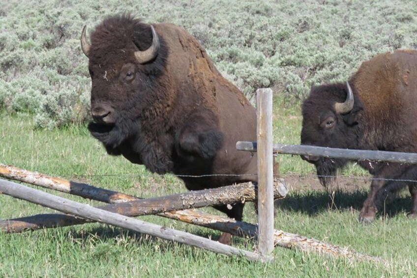 Grand Teton National Park - Sunset Guided Tour from Jackson Hole