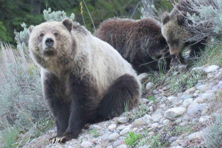 Two bears on a rocky terrain with sparse vegetation. 2