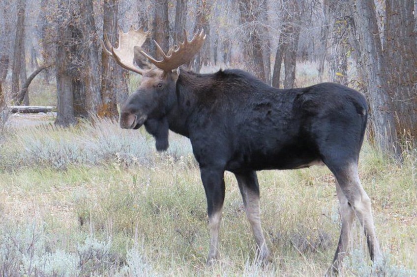 A moose in a forested area with tall trees and dry grass. 3