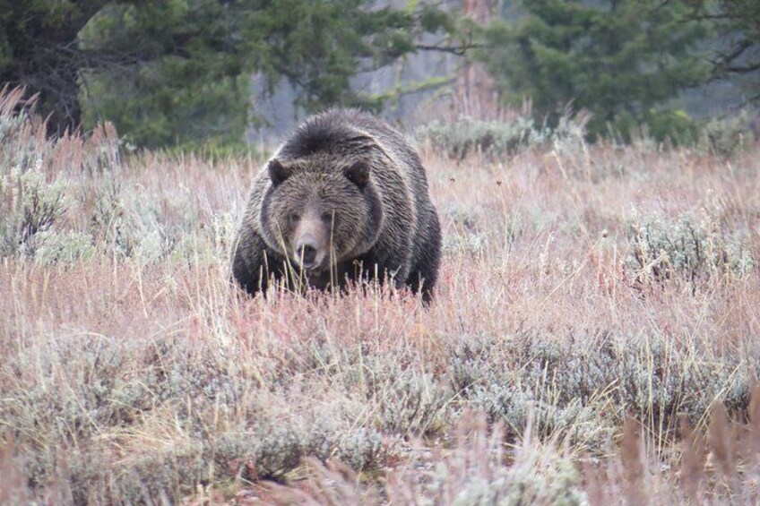 Grand Teton National Park - Sunset Guided Tour from Jackson Hole