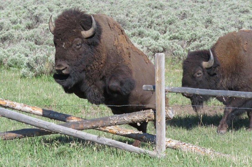A bison in a grassy field with a fence in the foreground. 4