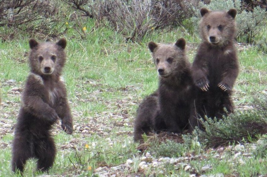 Grand Teton National Park - PRIVATE Full-Day Tour from Jackson Hole