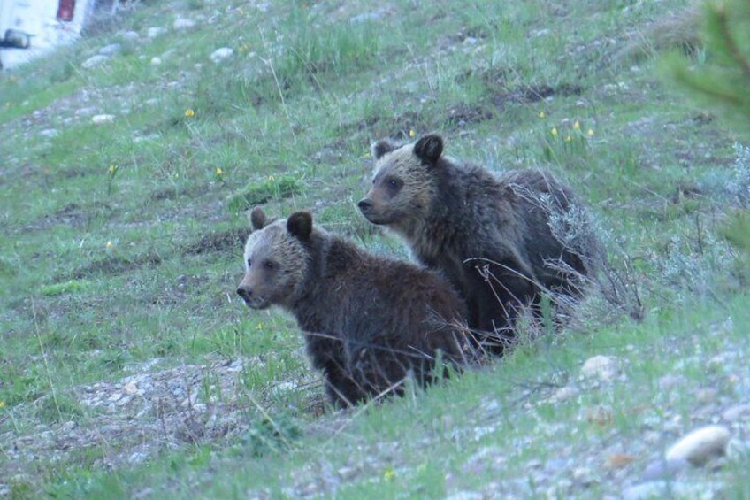 Grand Teton National Park - PRIVATE Full-Day Tour from Jackson Hole