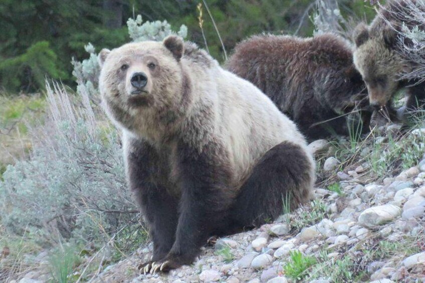 Grand Teton National Park - PRIVATE Full-Day Tour from Jackson Hole