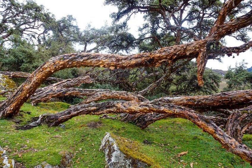 Polylepis tree 2