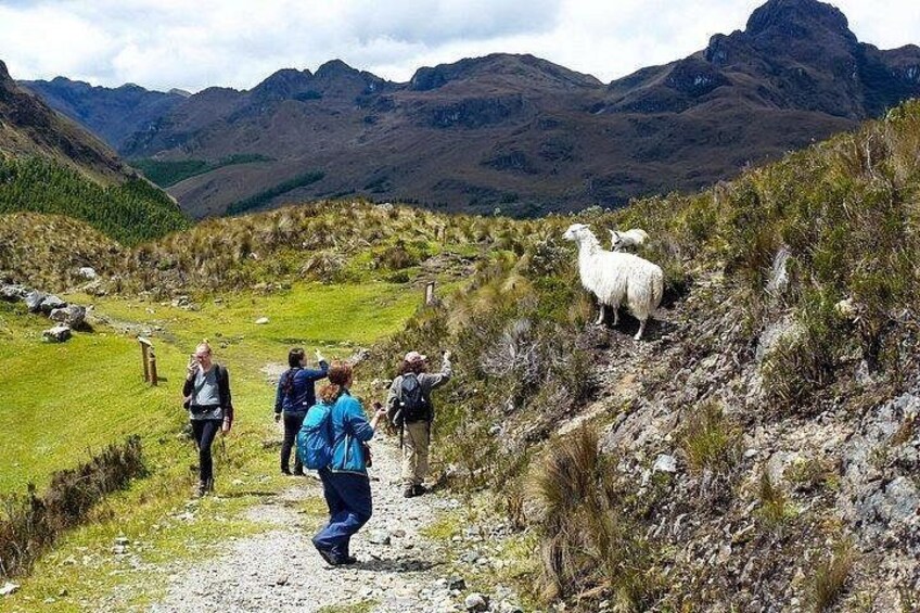 Llamas on the trail 3
