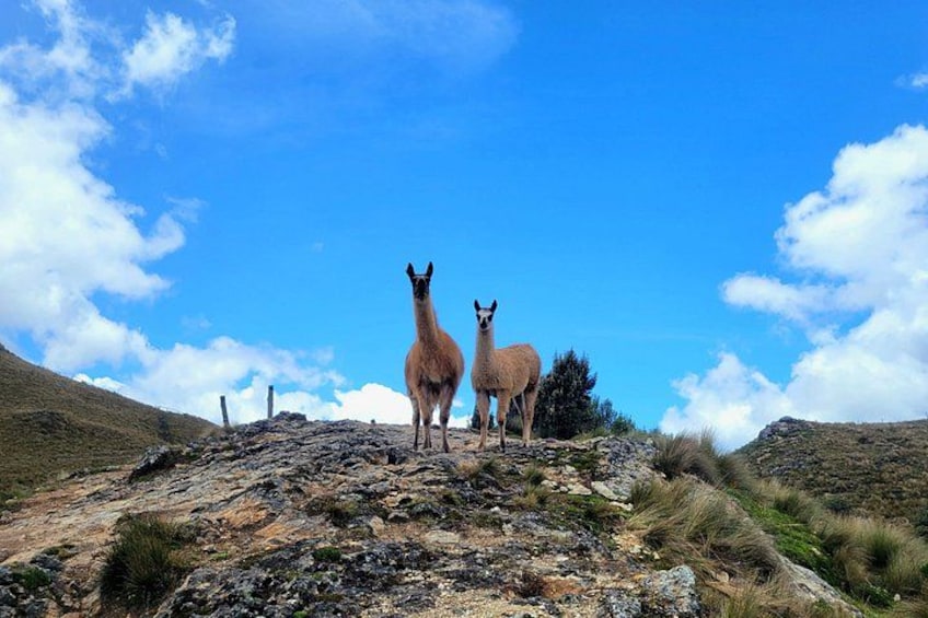 Two llamas on a rocky hillside with a clear blue sky. 2