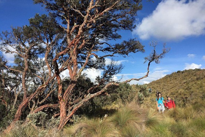 A person hiking in a grassy area with a large tree and a hill in the background. 4
