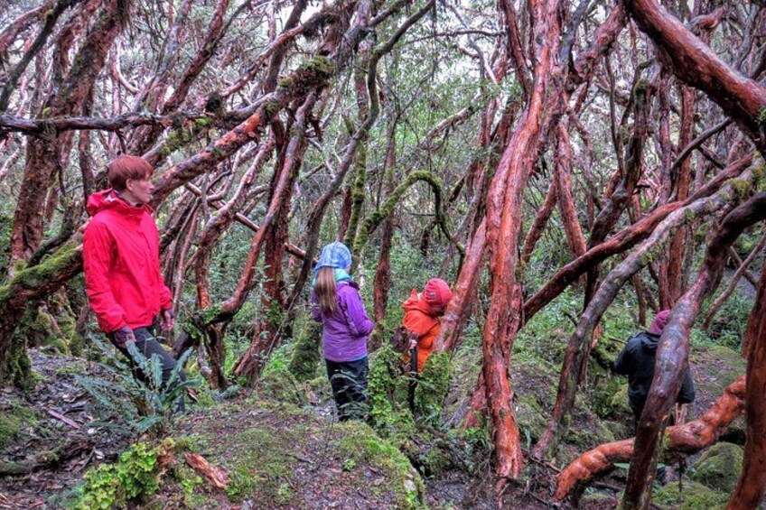 Cajas Unveiled: A Half-Day Escape from Cuenca 2