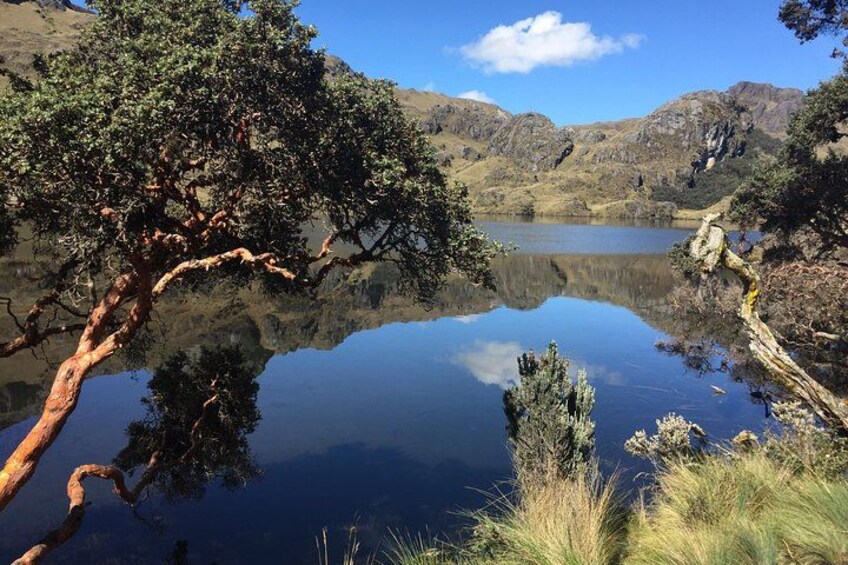 Un lago tranquilo rodeado de colinas y un árbol destacado. 1
