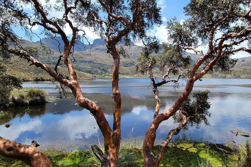 Cajas Unveiled: A Half-Day Escape from Cuenca 5