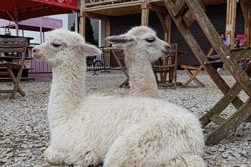 Llamas 3