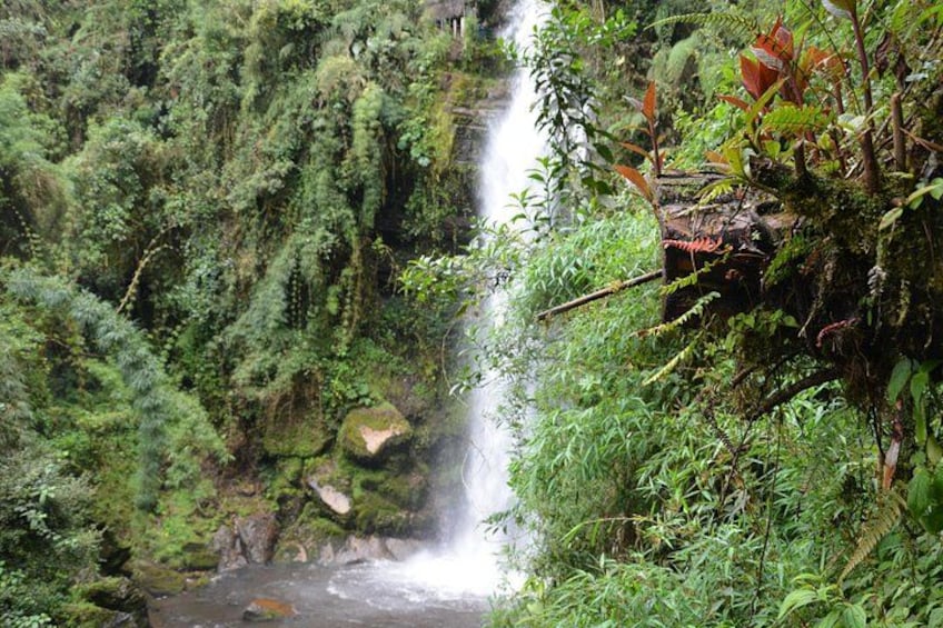 A waterfall surrounded by dense green foliage. 1