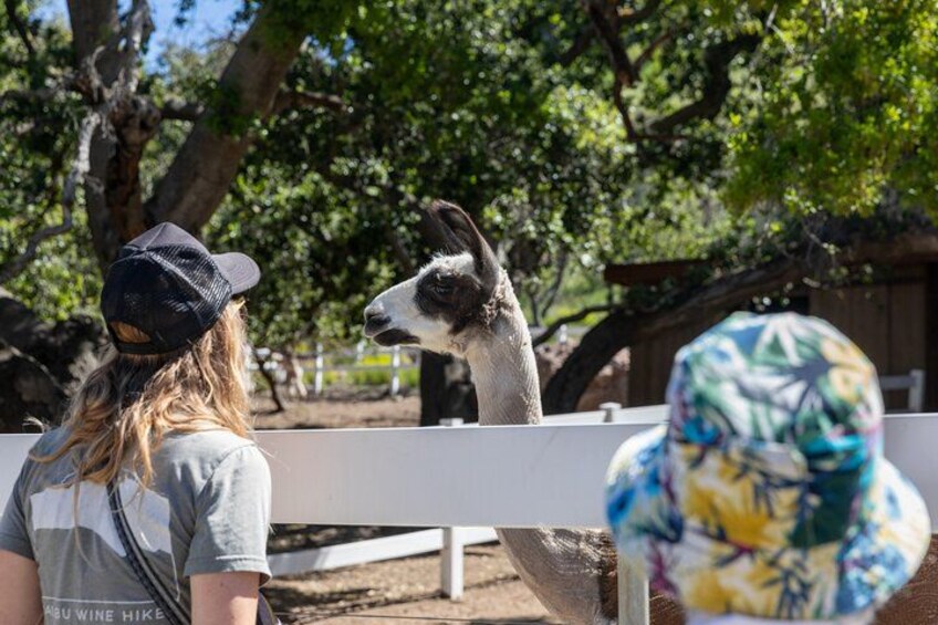 Malibu: Guided Vineyard Hike with Photo Stops and Wine 2