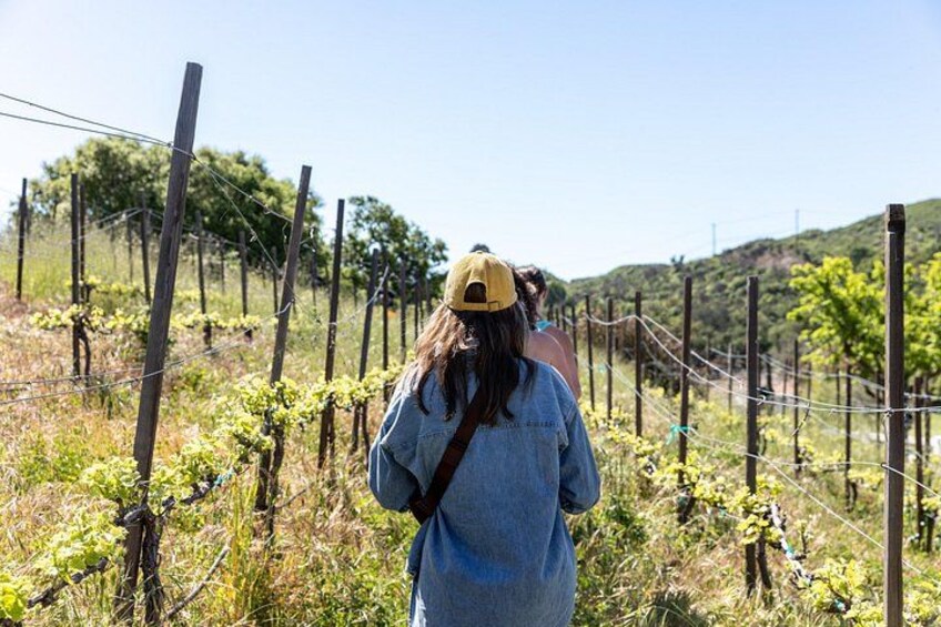 Malibu: Guided Vineyard Hike with Photo Stops and Wine 2
