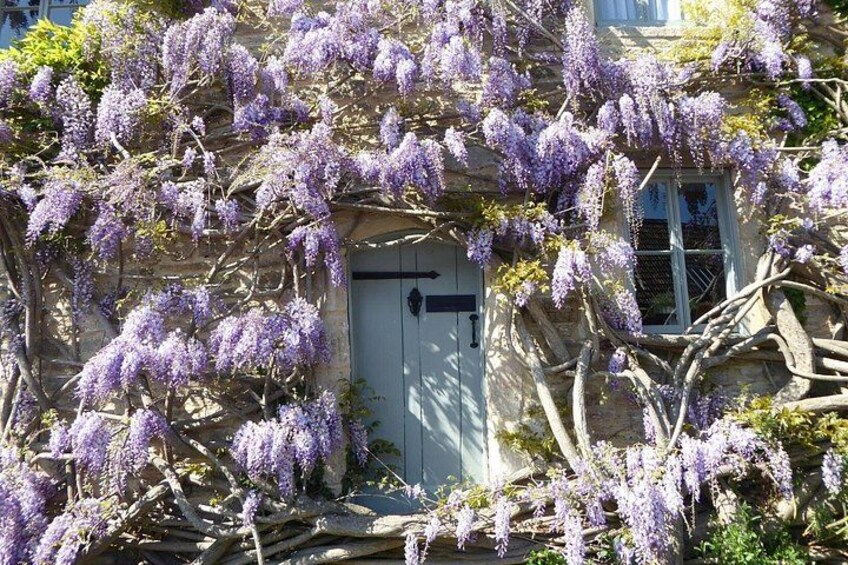 A building with purple wisteria vines. 3