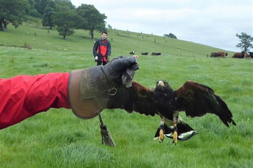 A person in a red jacket interacting with a bird of prey in a grassy field. 2