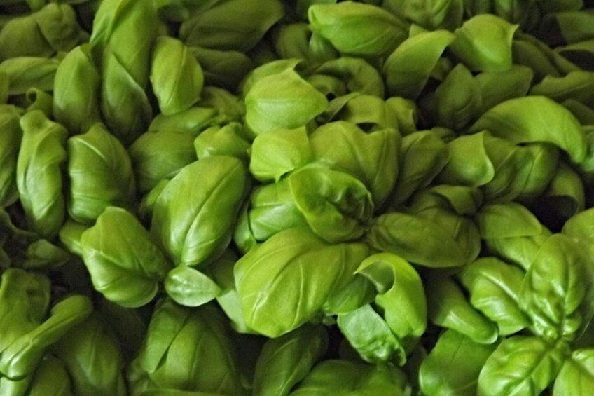 A close-up of fresh green basil leaves. 1