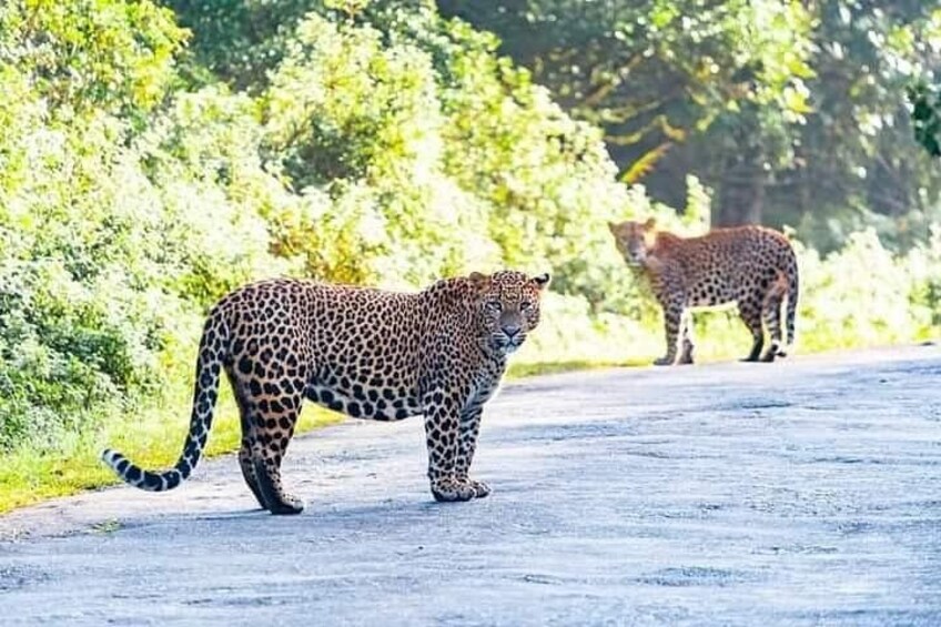 A leopard walking on a road with dense greenery in the background. 4