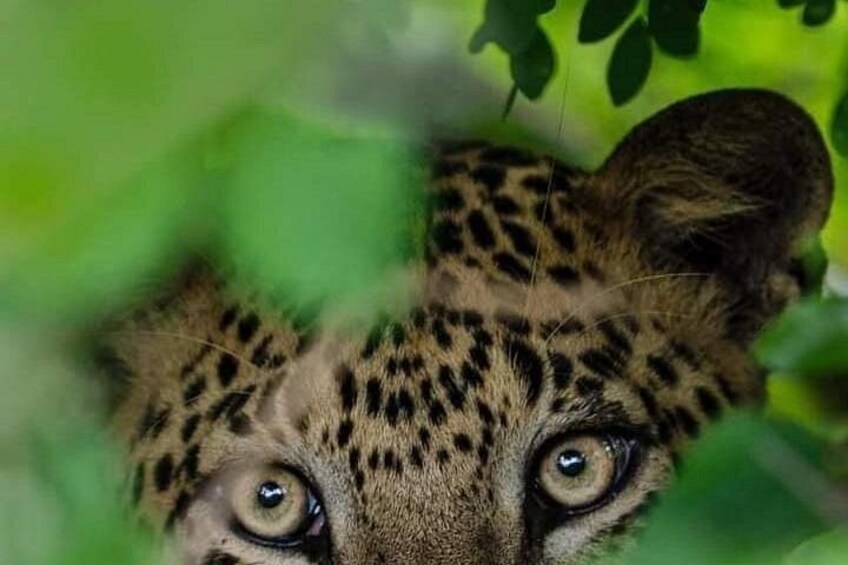 A leopard's face with distinctive spotted fur and large eyes. 3