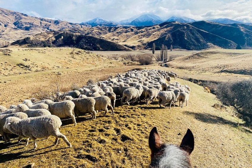 High country sheep station action! 1