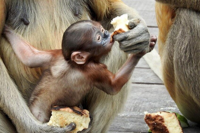 Un bébé singe mange de la nourriture qu'un singe adulte lui donne à la main. 2