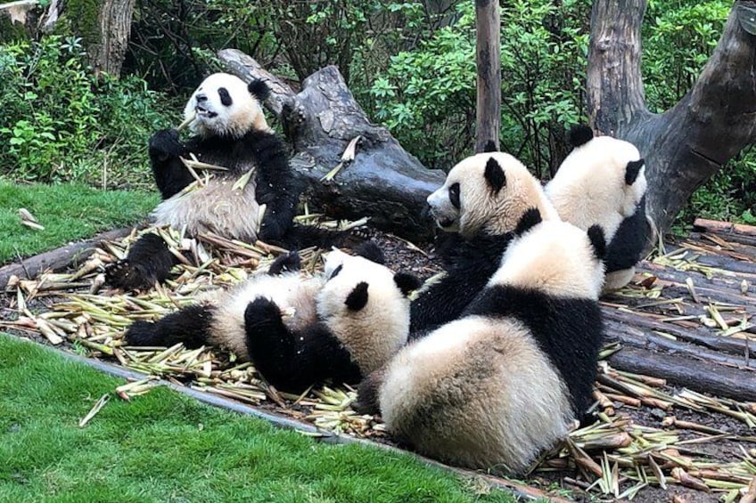 Private Half-Day Chengdu Panda Breeding Center Tour with Optional Volunteer 4