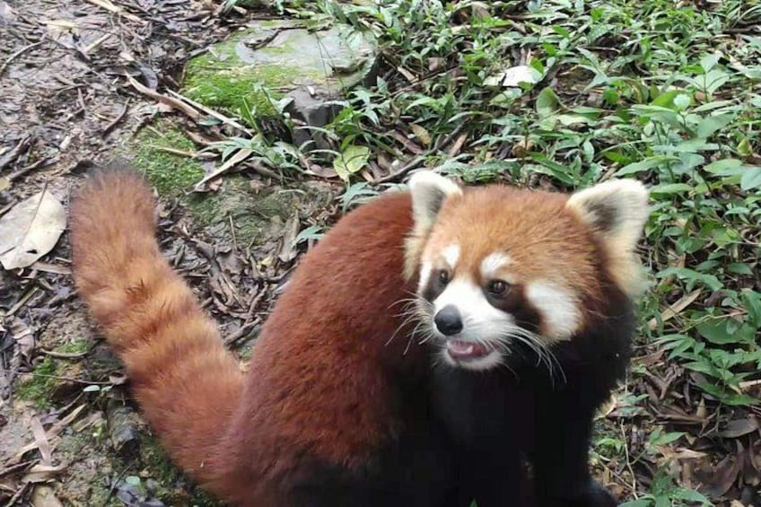 Private Half-Day Chengdu Panda Breeding Center Tour with Optional Volunteer 2