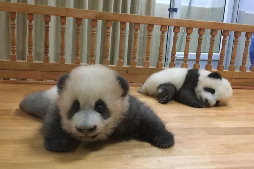 Zwei Panda-Welpen liegen auf einem Holzboden, im Hintergrund eine Holzreling. 1