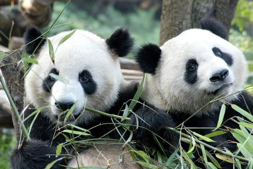 Private Half-Day Chengdu Panda Breeding Center Tour with Optional Volunteer 3