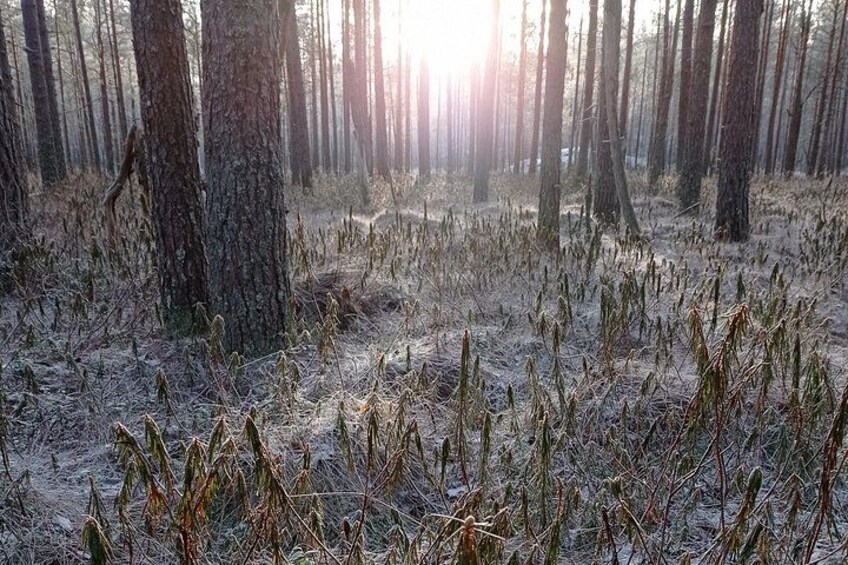 Bog in winter time 3